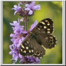 Pararge aegeria - Waldbrettspiel 05.jpg